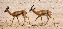 Gazella arabica