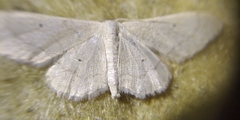 Idaea straminata