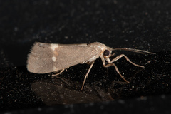 Cisthene dorsimacula