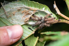 Psalmopoeinae
