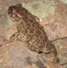 Bufotes viridis balearicus