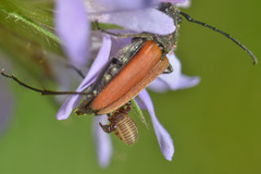 Dendrochernes cyrneus
