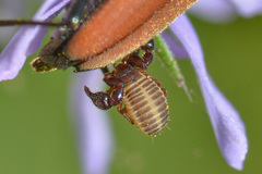 Dendrochernes cyrneus