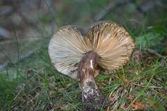 Lactarius gerardii fagicola