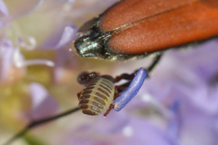 Dendrochernes cyrneus