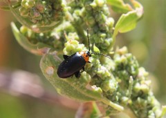 Disonycha triangularis