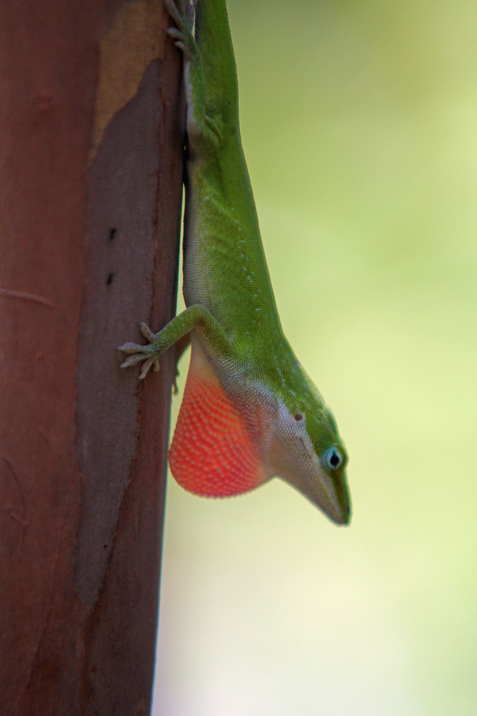 Green Anole from Plano TX by Barbara Keeler · iNaturalist