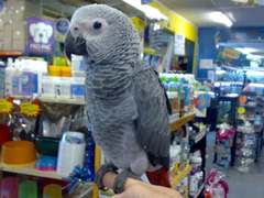 Psittacus erithacus erithacus