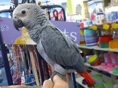 Psittacus erithacus erithacus