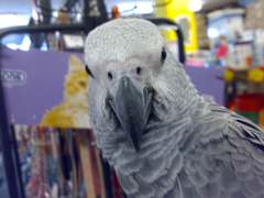 Psittacus erithacus erithacus