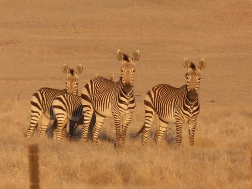 Mountain Zebra, photo 3 of 9