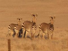 Equus zebra hartmannae