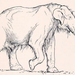 Eurasian Straight-tusked Elephant - Photo 
Erwin S. Christman, published by H. Osborn, 'Men of the Old Stone Age', no known copyright restrictions (public domain)