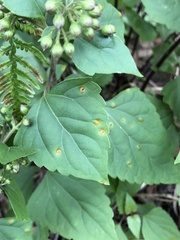 Baeodromus eupatorii