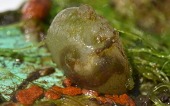 Molgula manhattensis