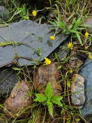 Ranunculus flammula ovalis