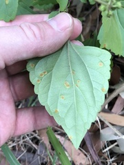 Baeodromus eupatorii