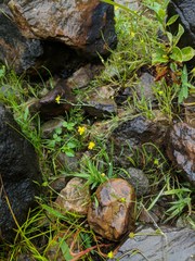 Ranunculus flammula ovalis