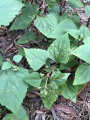 Baeodromus eupatorii