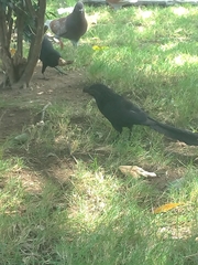 Crotophaga sulcirostris