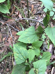 Baeodromus eupatorii