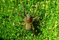 Uliodon albopunctatus