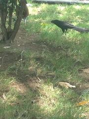 Crotophaga sulcirostris