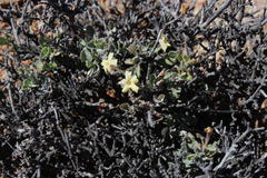 Chascanum pumilum