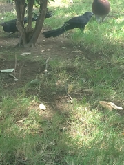 Crotophaga sulcirostris