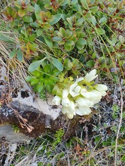 Gentianella montana montana