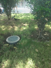 Crotophaga sulcirostris