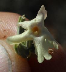 Chascanum pumilum