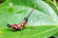 Syntomacris guttulosa