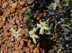 Chascanum pumilum