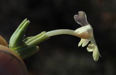Chascanum pumilum