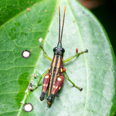 Syntomacris guttulosa