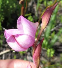 Disa racemosa