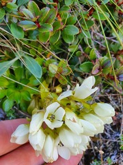 Gentianella montana montana
