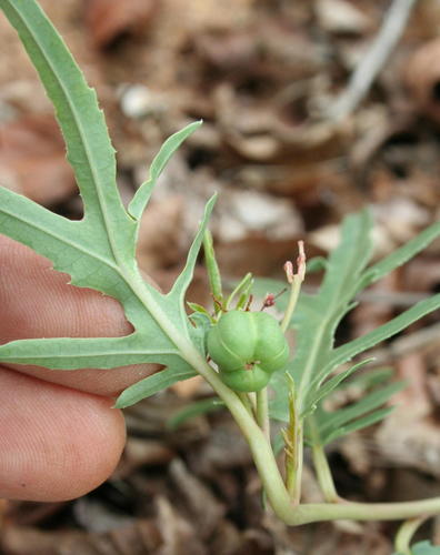 Jatropha erythropoda image