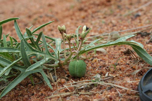 Jatropha erythropoda image