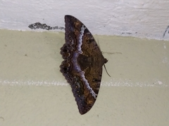 Ascalapha odorata