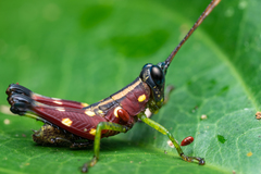 Syntomacris guttulosa