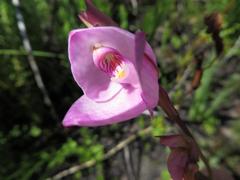 Disa racemosa