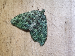 Austrocidaria callichlora