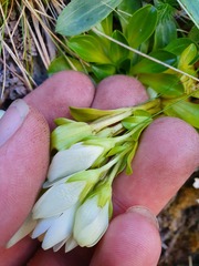 Gentianella montana montana