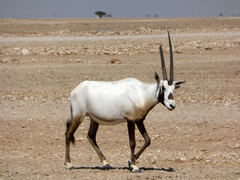 Oryx leucoryx