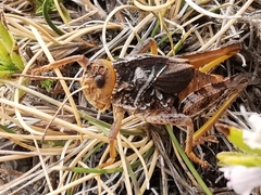 Prionotropis azami