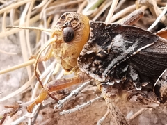 Prionotropis azami