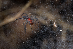 Aglaoctenus castaneus