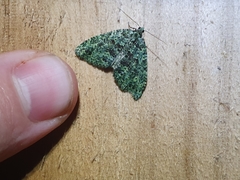 Austrocidaria callichlora